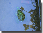 Pelophylax ridibundus
